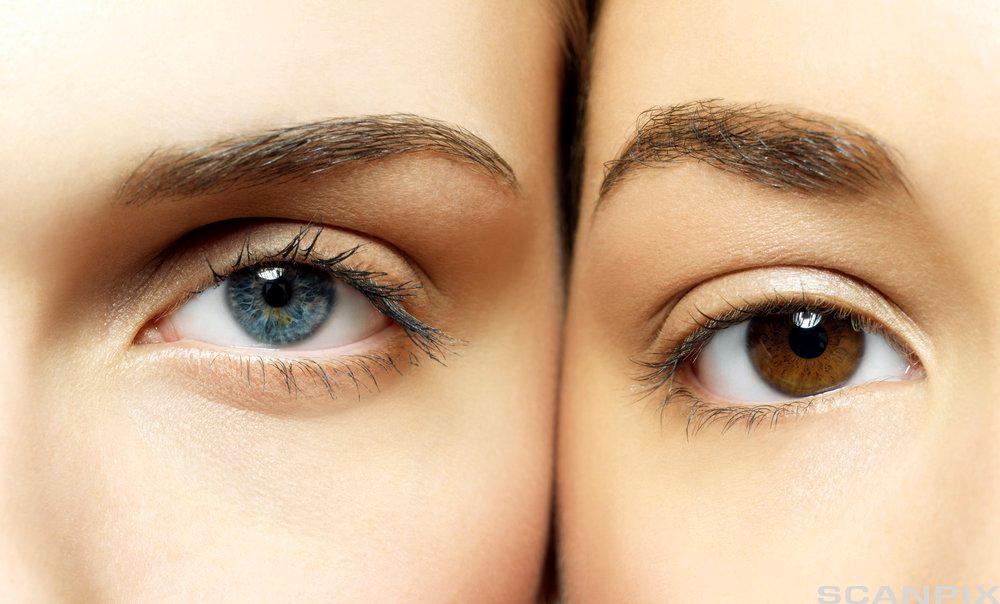 Nærbilde av et blått og et brunt øye. Foto.