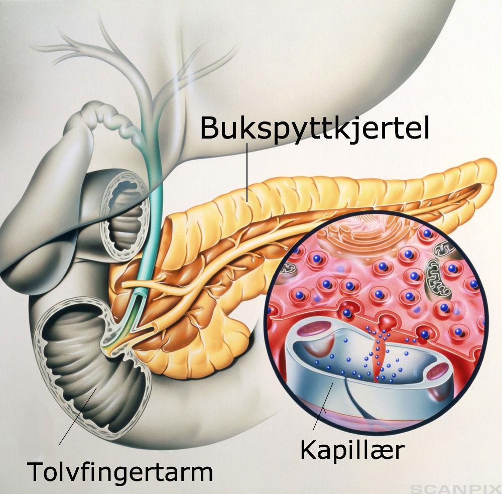 Bukspyttkjertel, tolvfingertarm og kapillær. Illustrasjon.