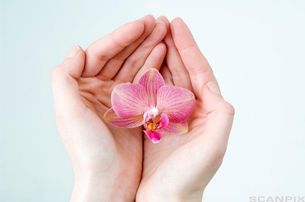 To hender holder en blomst. Foto.