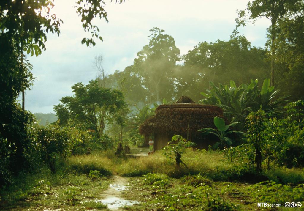 Tradisjonelt Yanomamihus i jungelen ved Rio Negra, Venezuela