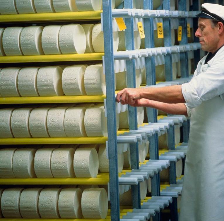Osteproduksjon: snuing av ost på lager. Runde oster er stablet inne i en konstruksjon. Mann snur ostene ved å operere konstruksjonen. Foto.