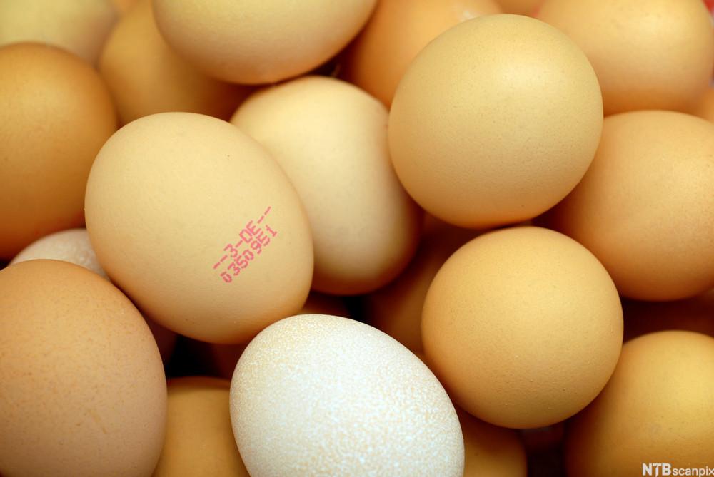  Egg. Foto.