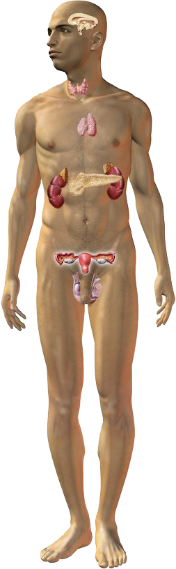  Mannlig kropp hvor hormonkjertlene er synlige. Illustrasjon. 