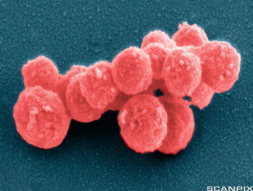 Røde bakterier i en klump.