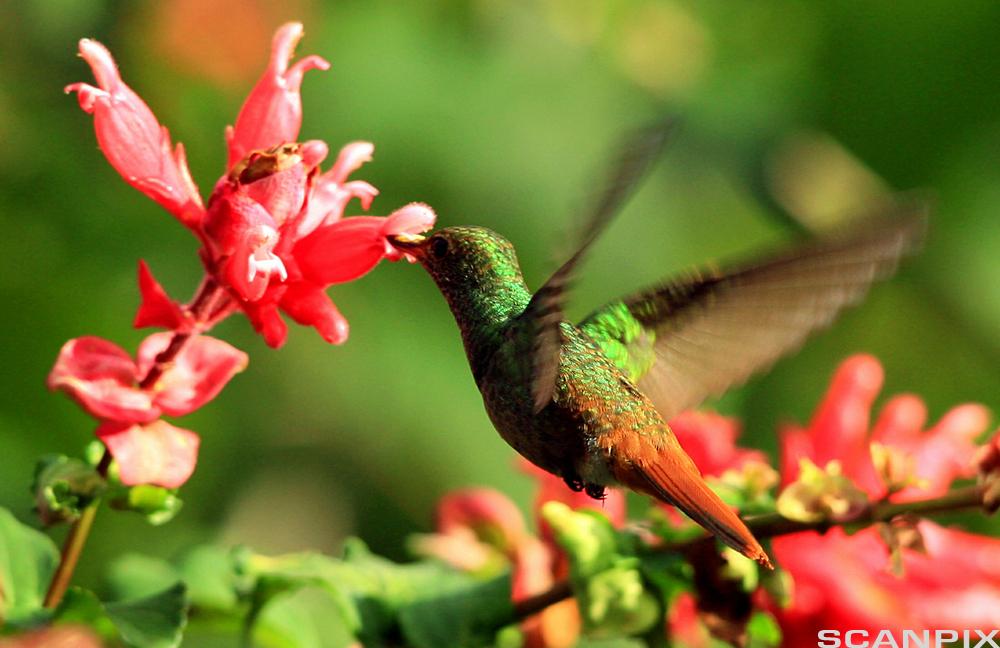 Kolibri som drikker nektar. Foto