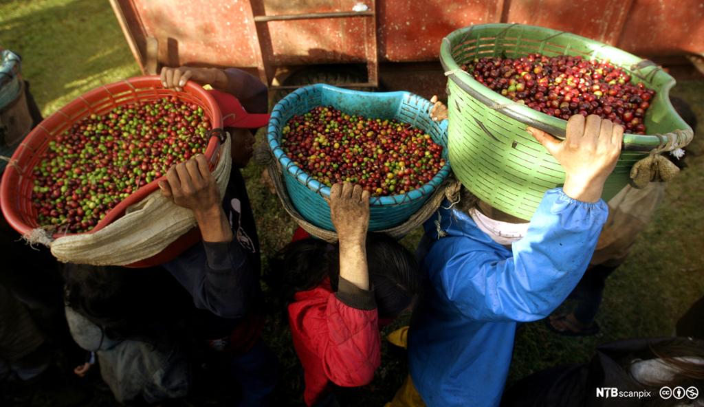 Arbeidarar på kaffeplantasje med korger fylte med kaffebønner på hovudet. Foto.