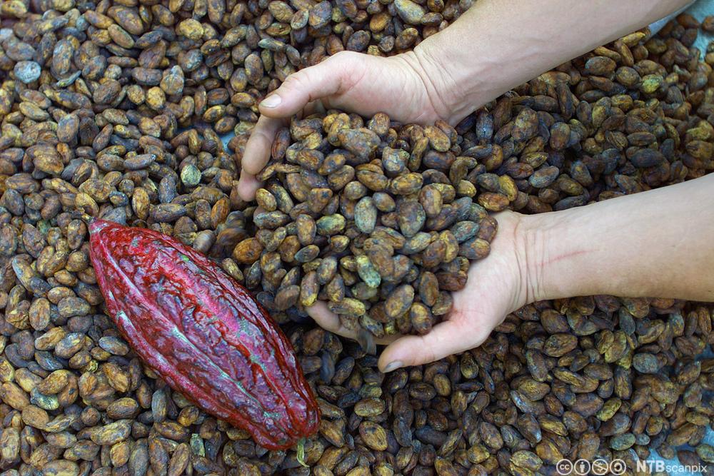 Kakaobønner. Foto.