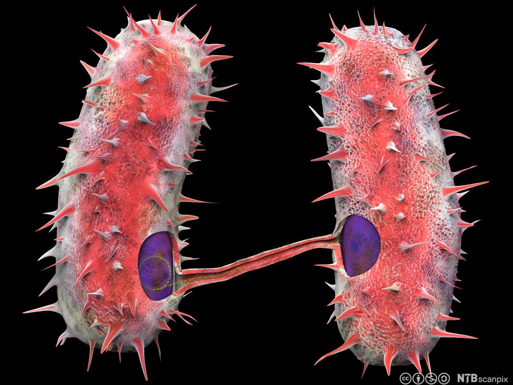 Tegning av to bakterier som utveksler arvestoff.