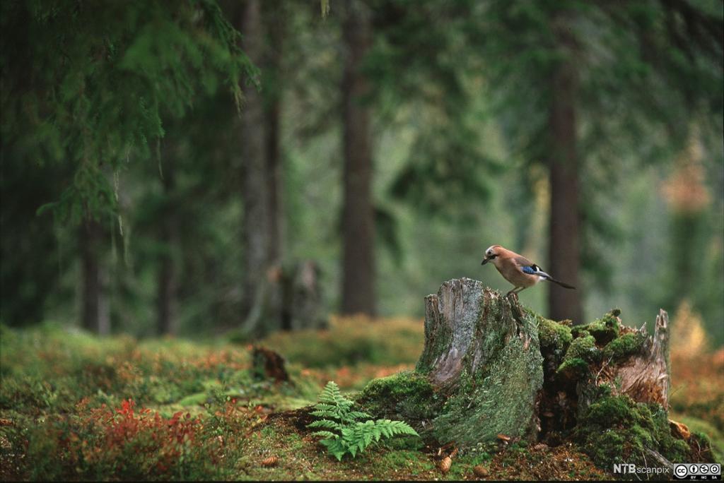 Nøtteskrike sitter på en morken stubbe i gammel barskog. Foto.