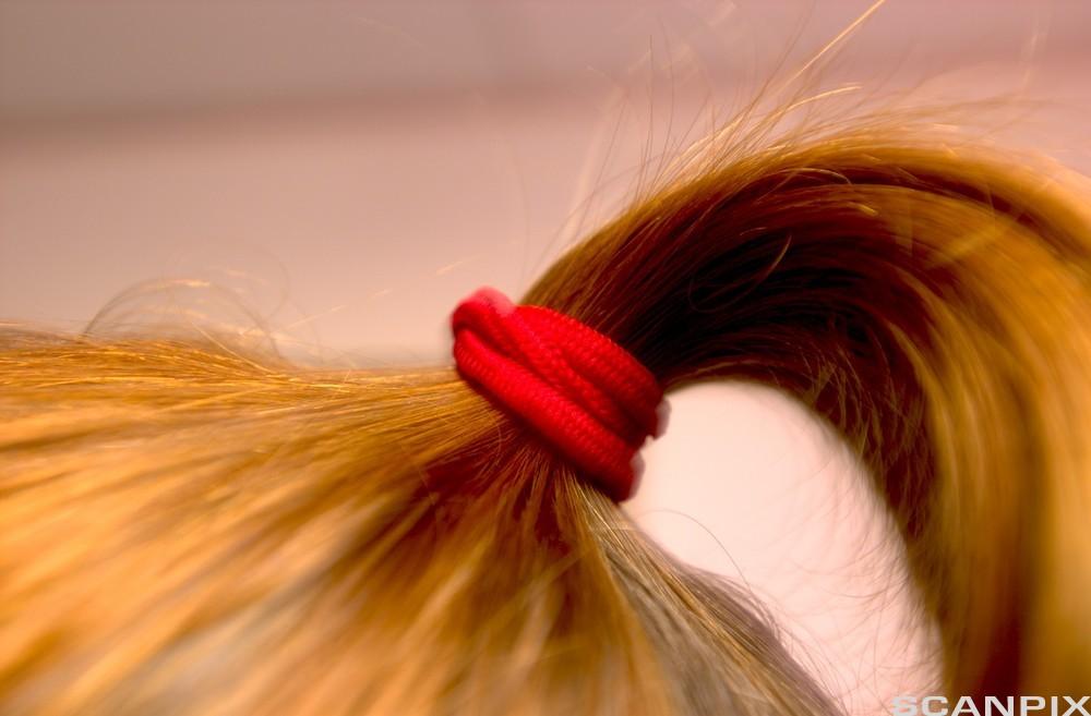 Nærbilde av en rød hårstrikk som holder gyllent hår fast i en hestehale. Foto.