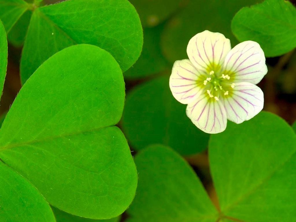 Gjøksyre med blomst. Foto