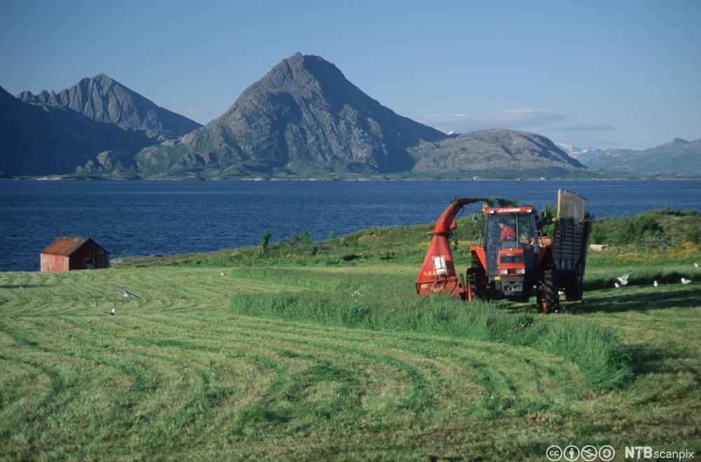 Traktor med fôrhøster høster gras i kystlandskap med høye fjell. Foto.