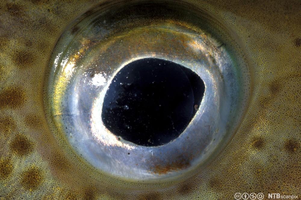 Nærbilde av øyet på en torsk. Foto.