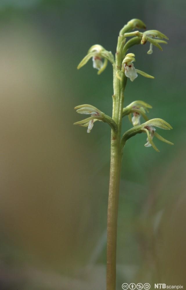 Orkide snylteplante uten klorofyll. Foto.