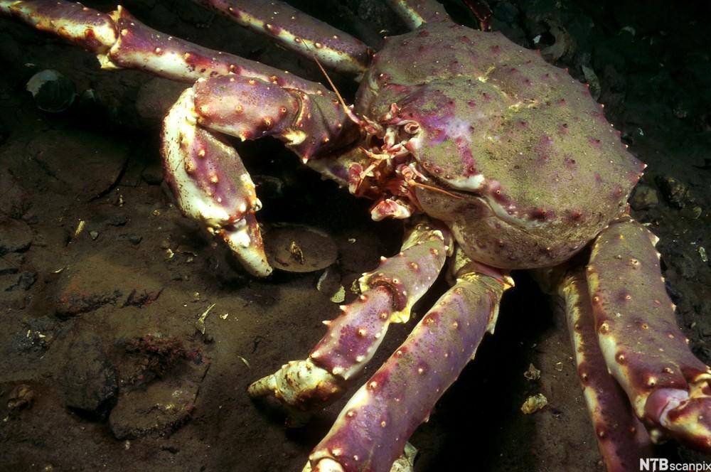 Krabbe med lange bein og piggete skall. Foto.