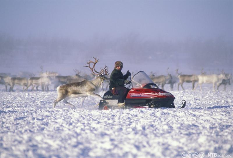 En reinsdyrflokk på vidda vinterstid. En mann på snøskuter har fanget en reinsbukk med lasso. Foto.