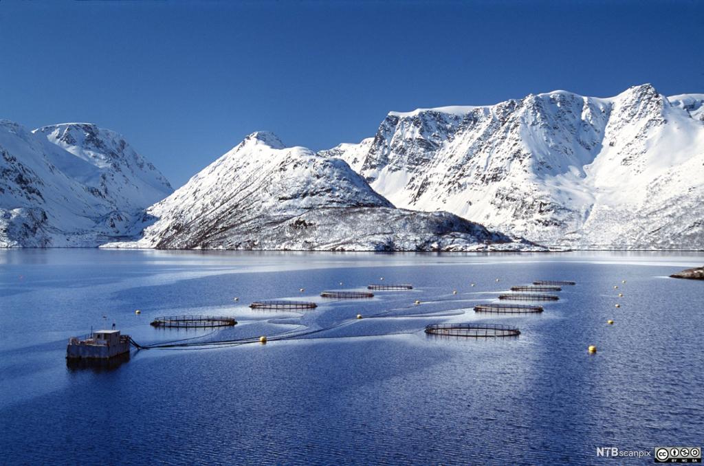 Oppdrettsanlegg i en fjord i Finnmark. Foto.