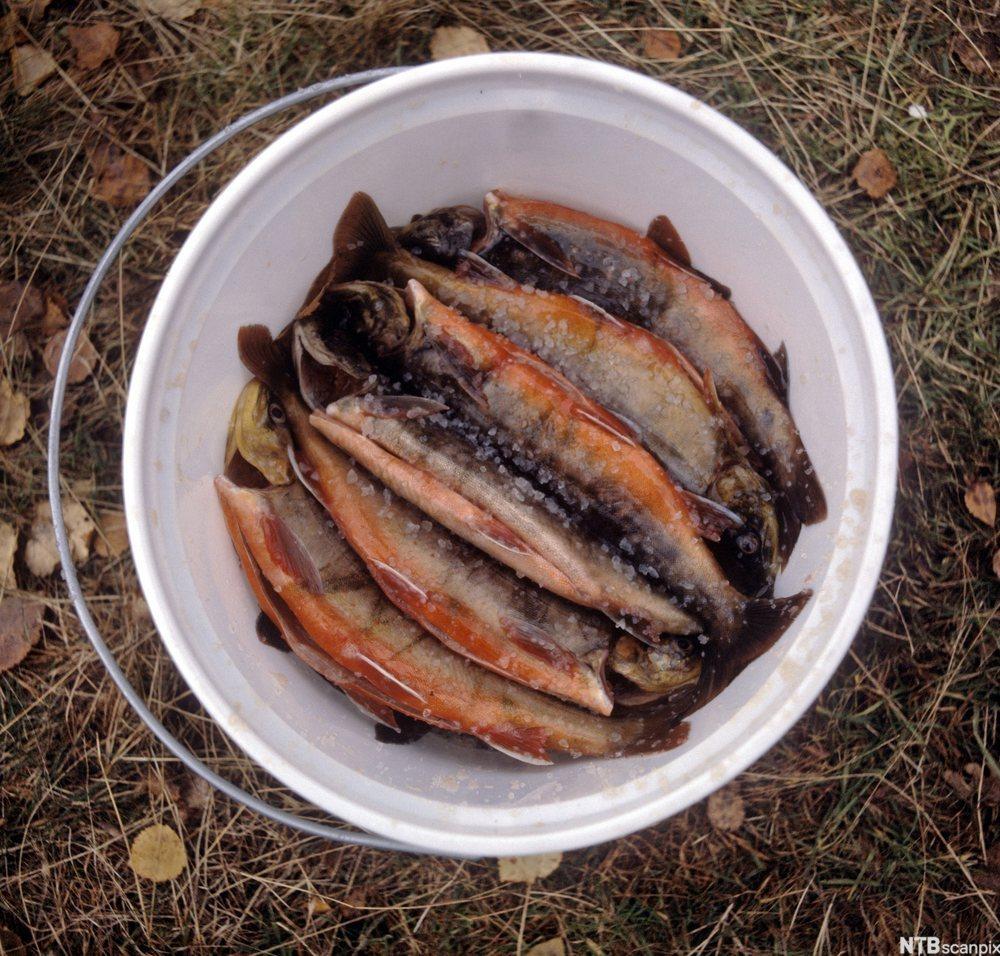 Flere salta røyer som skal bli rakfisk, ligger stablet sammen i en plastbøtte. Foto. 