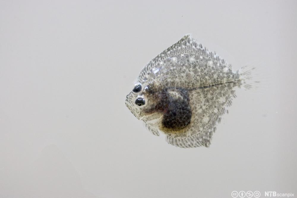 En bitte liten flyndrefisk som nesten er gjennomsiktig. Foto.