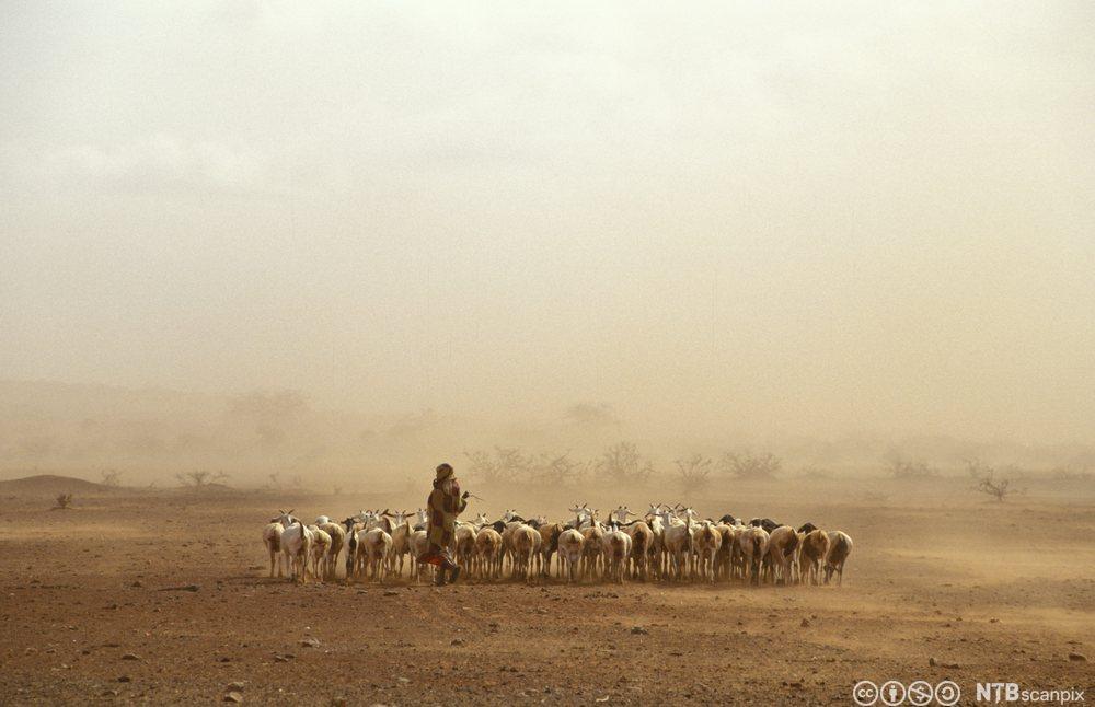 En ung kvinne gjeter en geiteflokk i en sandstorm. Foto.