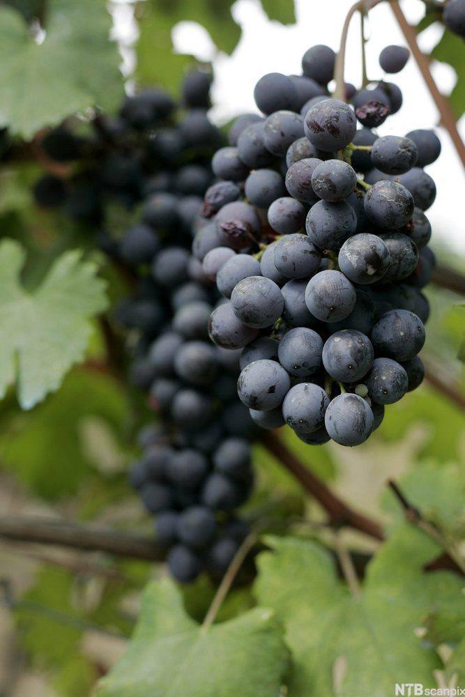 Blå Nebbiolo-druer henger fra en vinranke. Foto.