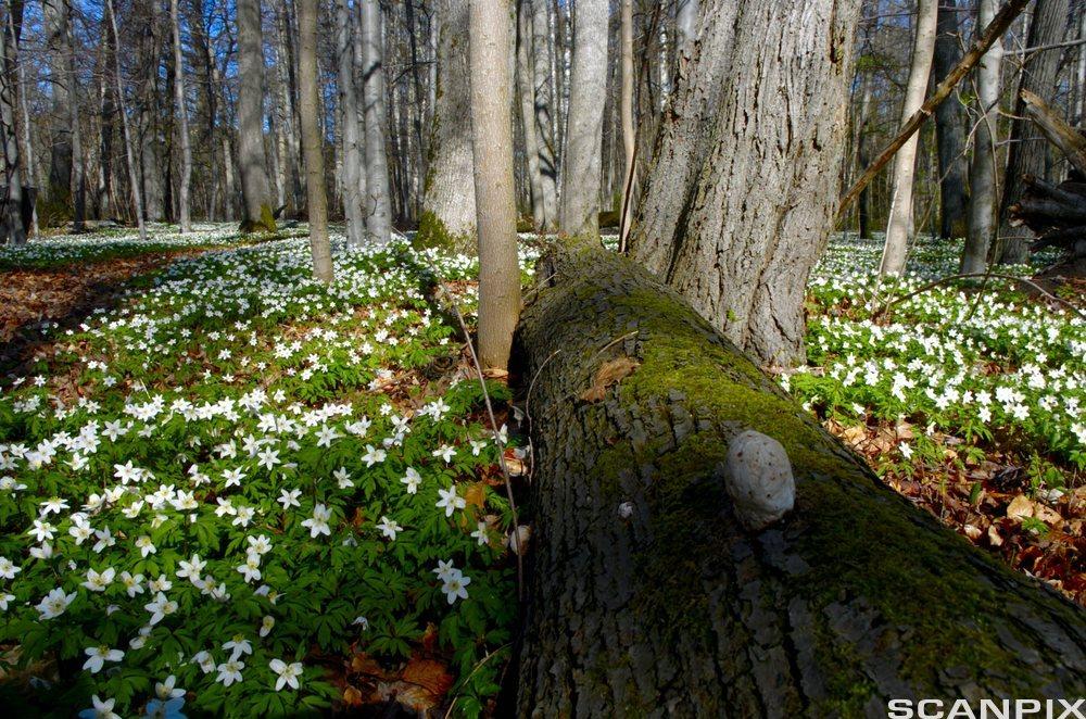 Skogbunn dekket av blomstrende hvitveis, nedfalls trær viser at skogen er urørt. Jeløya, Moss, Østfold. Foto.