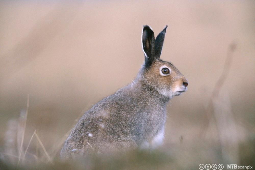 Hare. Foto.