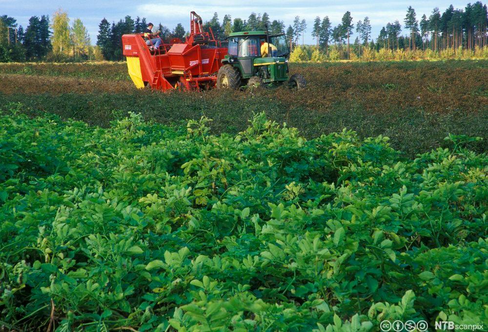 Traktor med potetopptakar og mannskap på eit jorde. Foto.