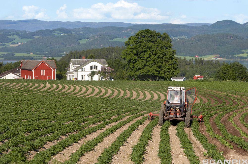 Ein traktor på ein åker hyppar poteter. Foto.