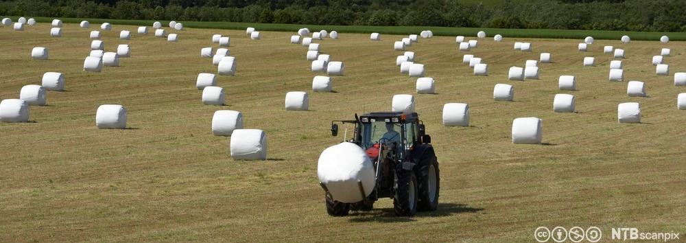 Rundballekjøring med traktor og lesseapparat. Foto.