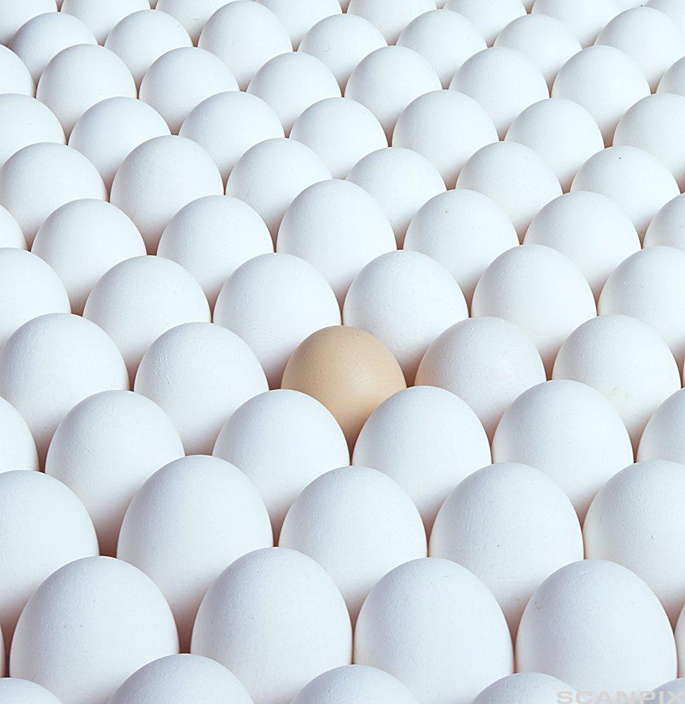 Tett i tett med hvite egg, og et brunt egg i midten. Foto.