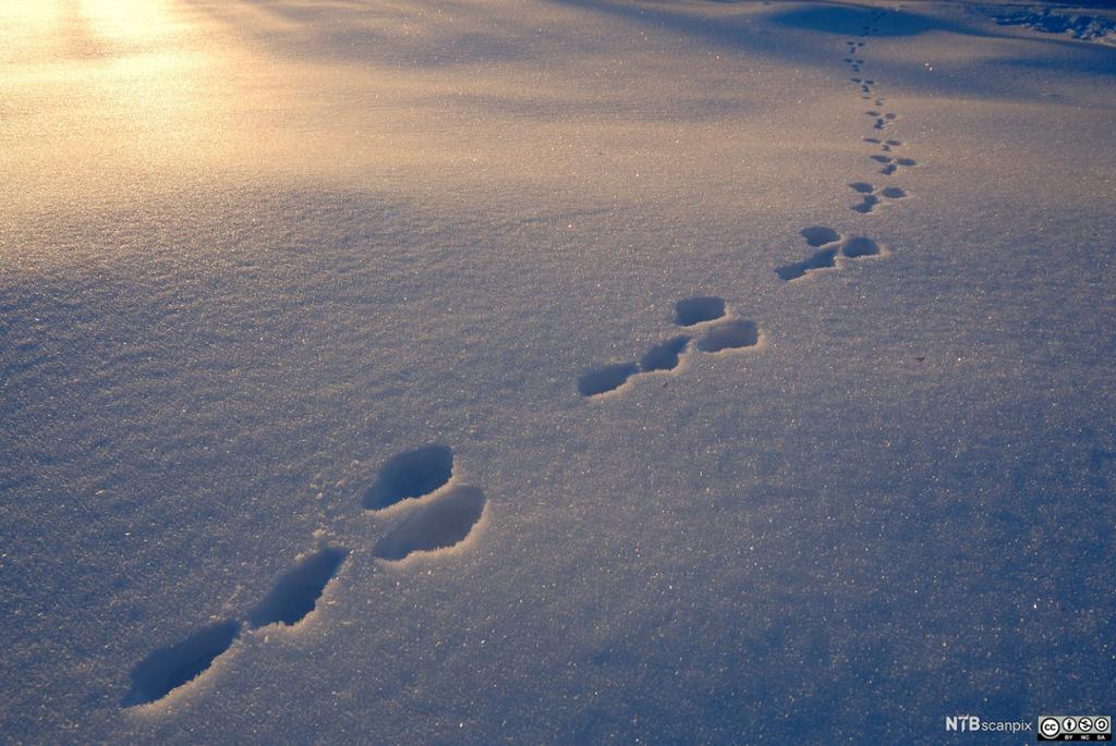 Harespor i snøen. Foto.