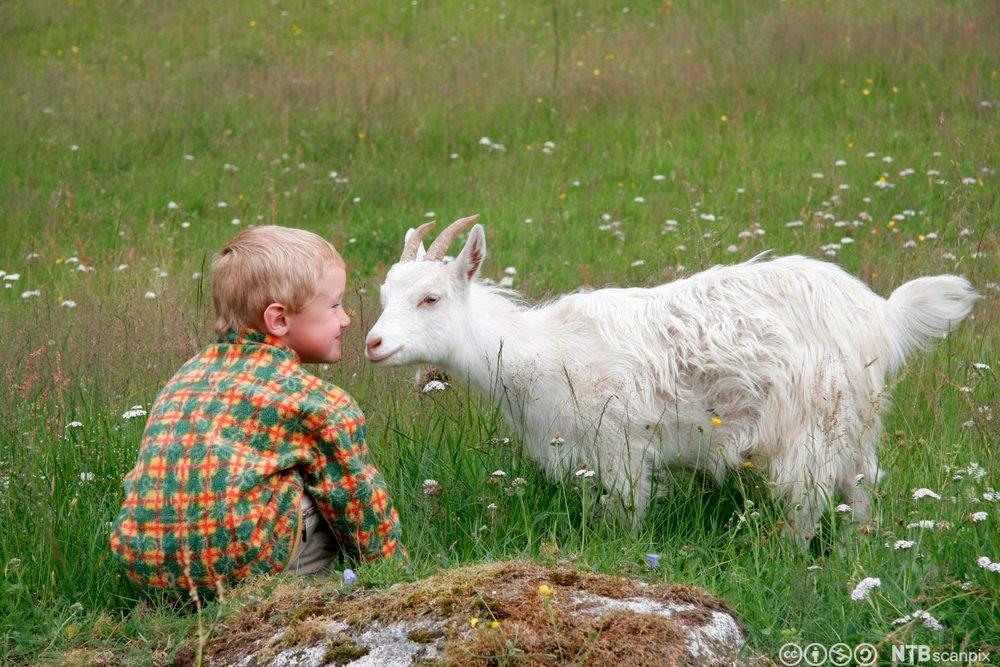 Ein liten gut sit på huk framfor ei kvit geit. Dei sit i ei blomstareng. Foto.