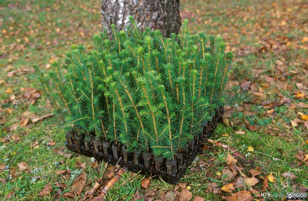 Brett med planter