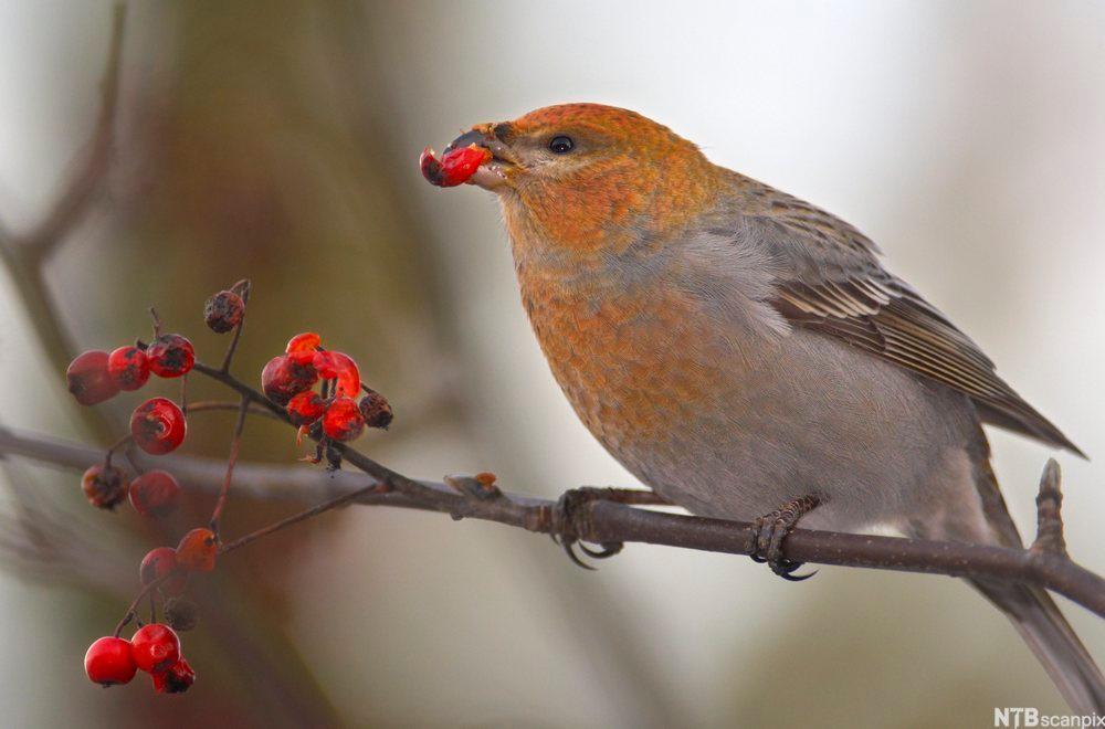 En fugl som har fargene oransje, grått og svart sitter på ei grein. Fuglen har et rødt bær i munnen. Foto. 