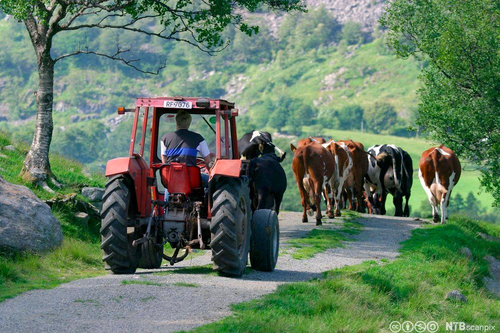 Ein raud traktor av eldre modell køyrer etter ein flokk kyr på ein gardsveg. Foto.