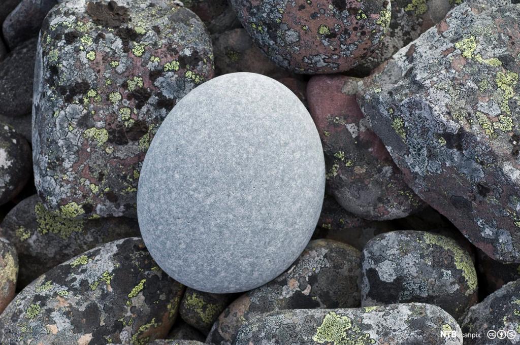 Lysegrå, polert og avrunda stein som ligger på kantete steiner med lav. Foto.