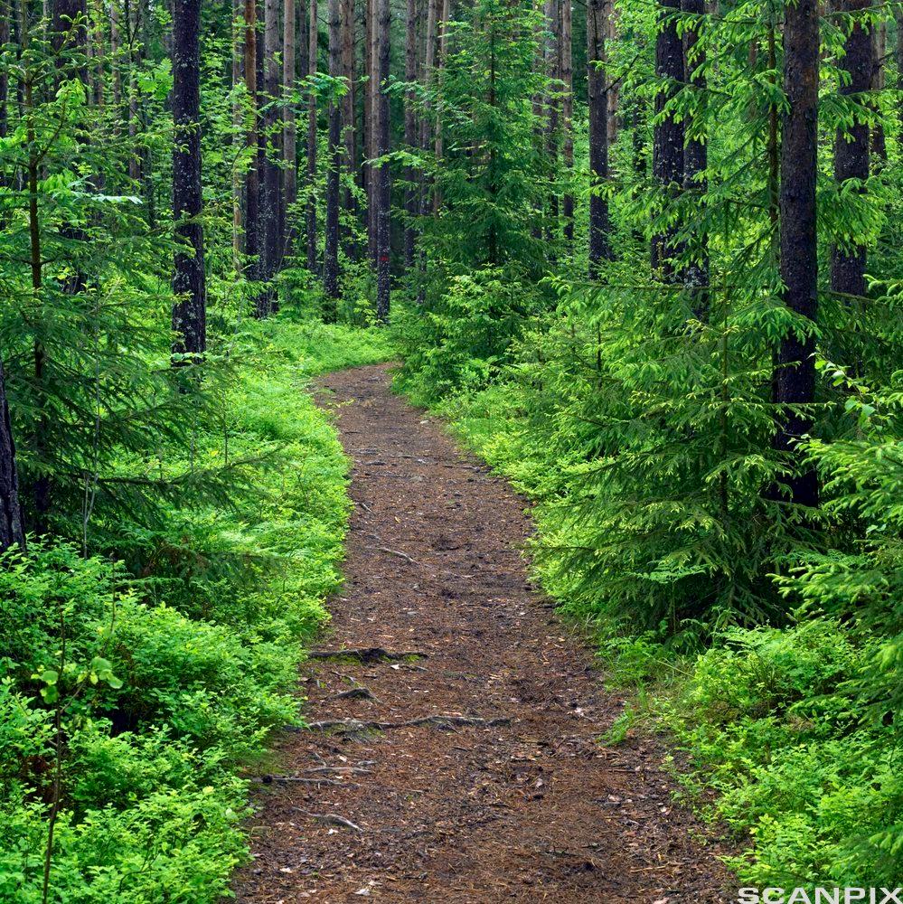 Sti gjennom frodig, grønn skog. Foto.