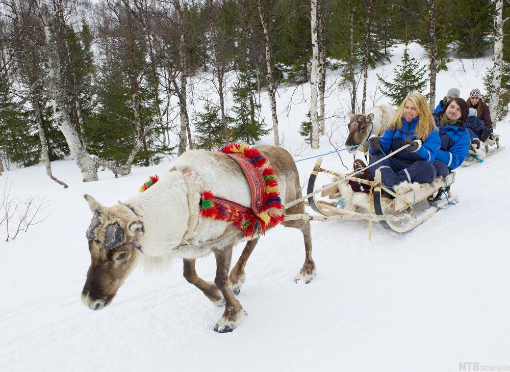 To reinsdyr på en vintervei. De trekker hver sin slede med to passasjerer. Foto.