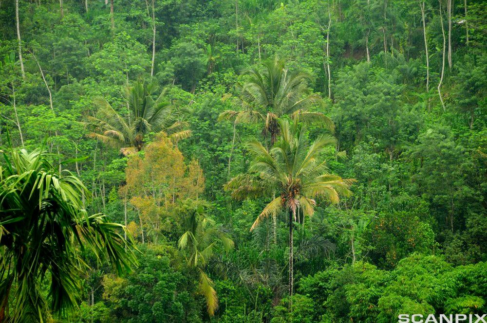 Bilde Tett regnskog, Bali, Indonesia