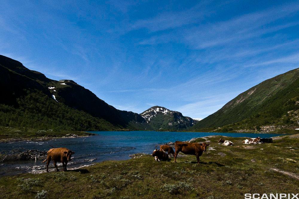Norsk natur med blå himmel, fjell med snø på toppane, blått vatn i ein innsjø det står små hus og nokre kuer ved sida av. Foto.