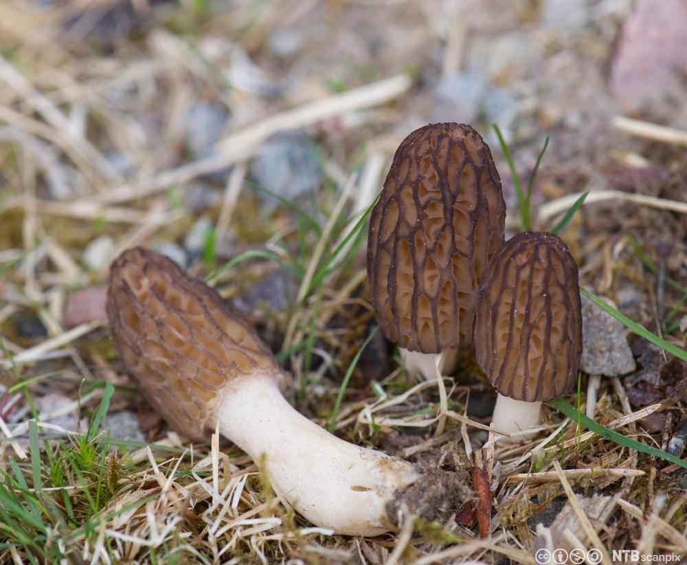 Tre sopper med høy, avlang, mørk hatt og hvit stilk vokser opp av skogbunnen. Foto.