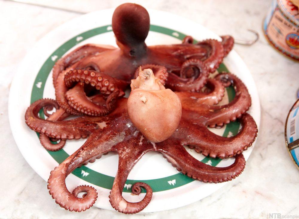 bilde av blekkspruter på tallerken