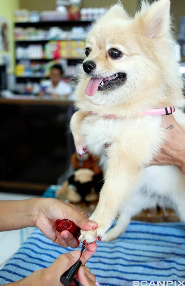 Bilde av en hund som får lakket neglene.