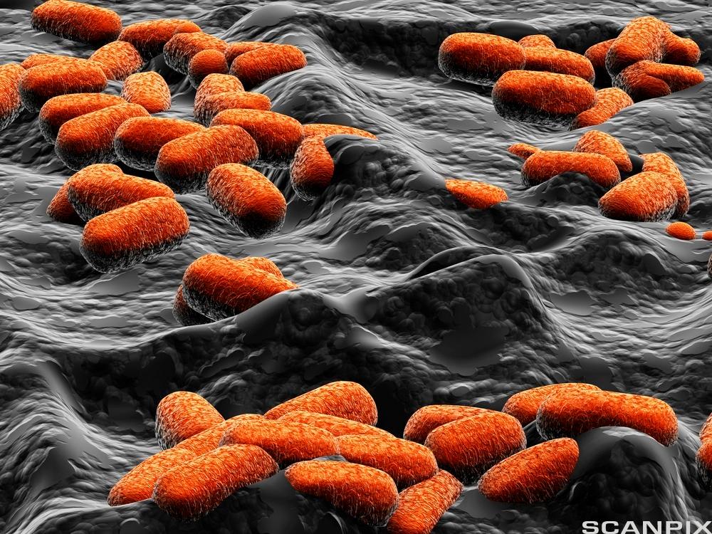 E.-coli bacteria
