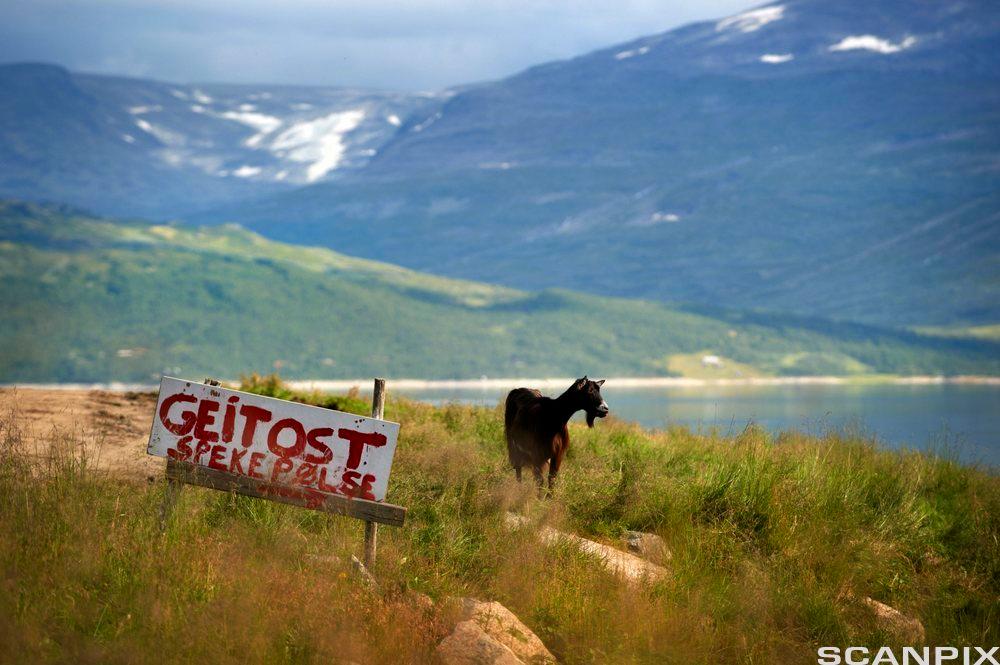 Norsk landskap med ei geit ved sida av skilt der det står geitost og spekepølse. Foto. 