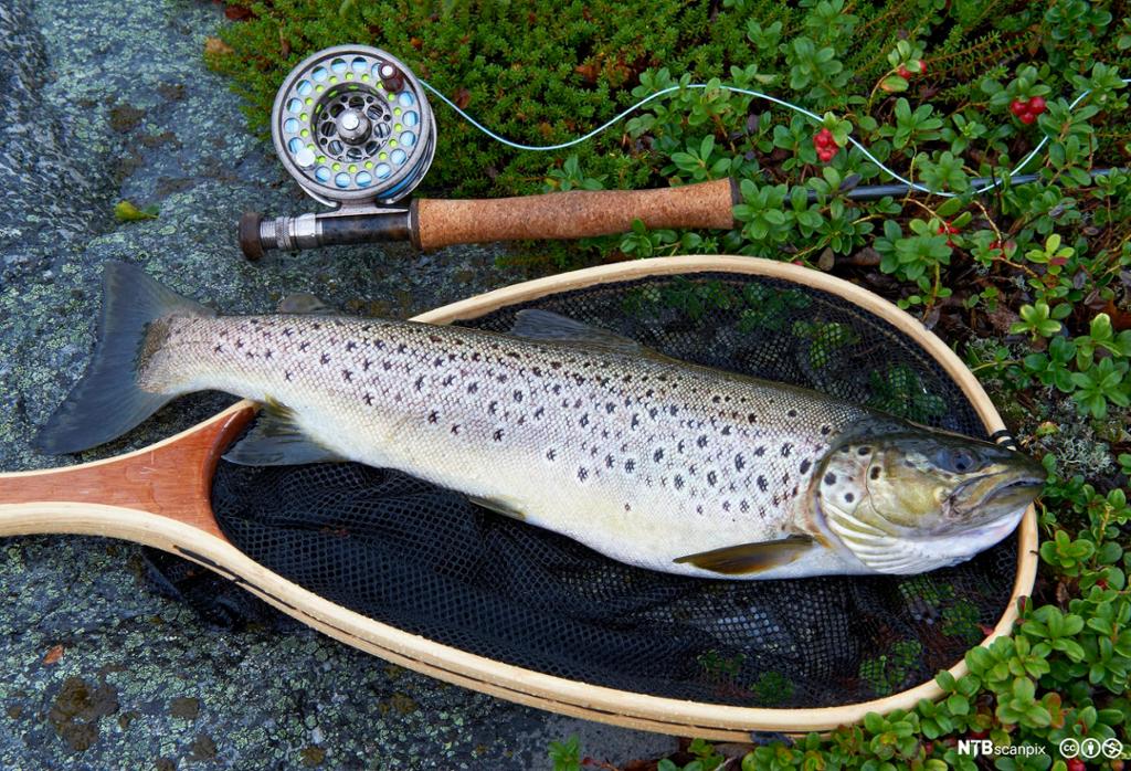 En ørret ligger på en håv på berg og tyttebærlyng. En fiskestang ligger ved siden av. Foto.