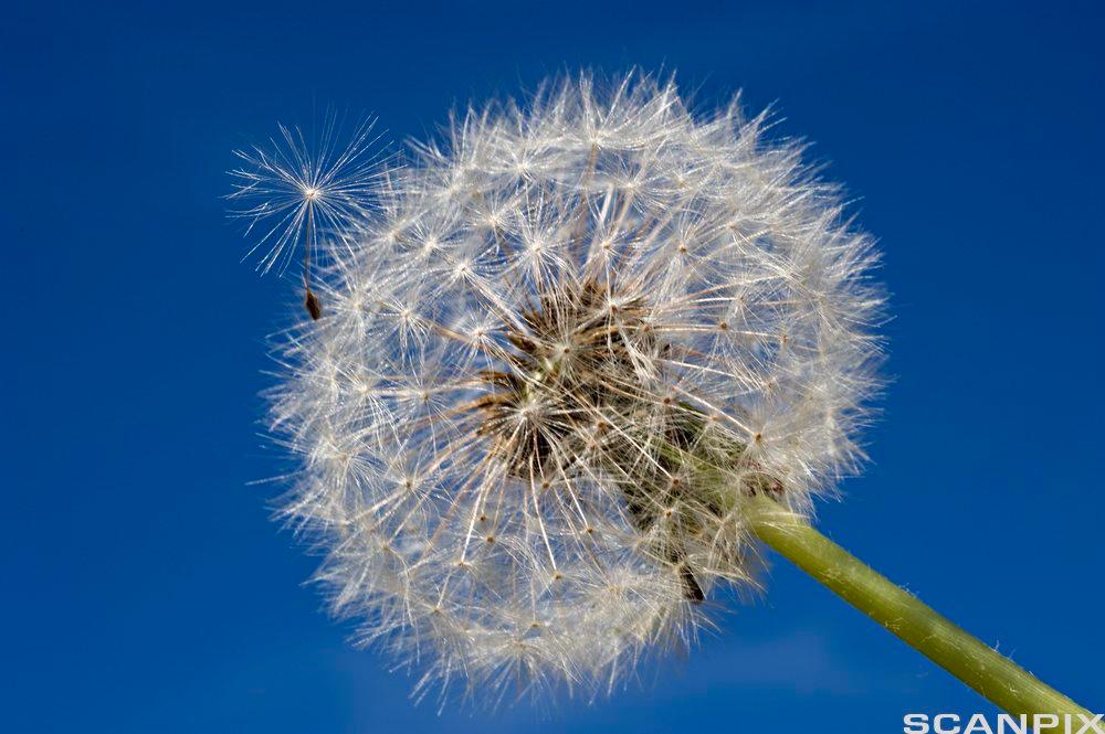En blomst som er ferdig blomstret. Foto.