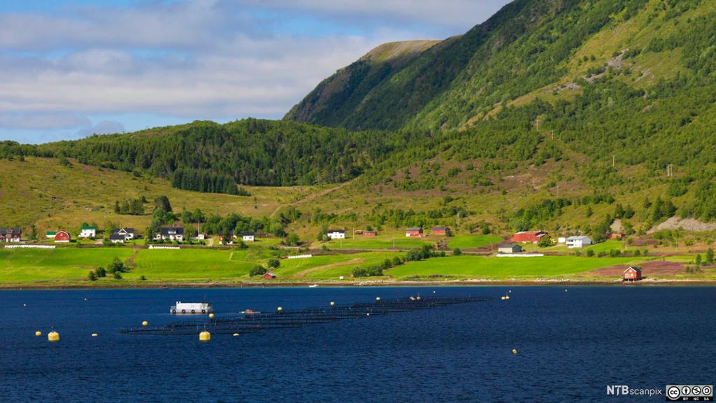 Utsikt fra Hurtigruten. Jordbrukslandkskap og fiskeoppdrett i Nordland. Foto.