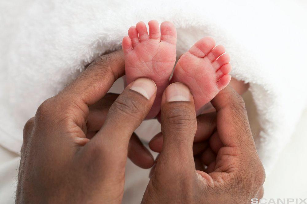 Føttene til en nyfødt baby i hendene til en voksen. Foto. 